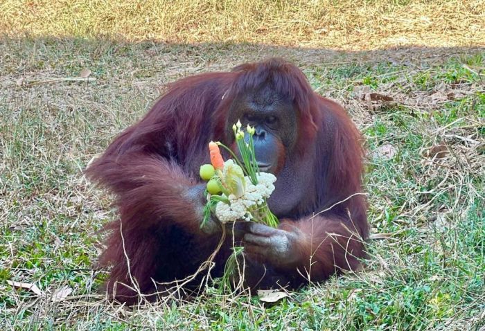 高雄壽山動物園特製情人節蔬果花束讓動物享用