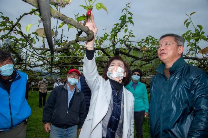 高接梨穗寒害 林姿妙前往三星鄉關心受損情形