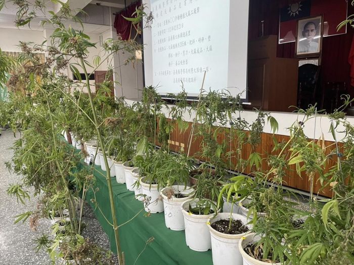 不法的斜槓人生！ 蘭花園內改種大麻遭警查獲