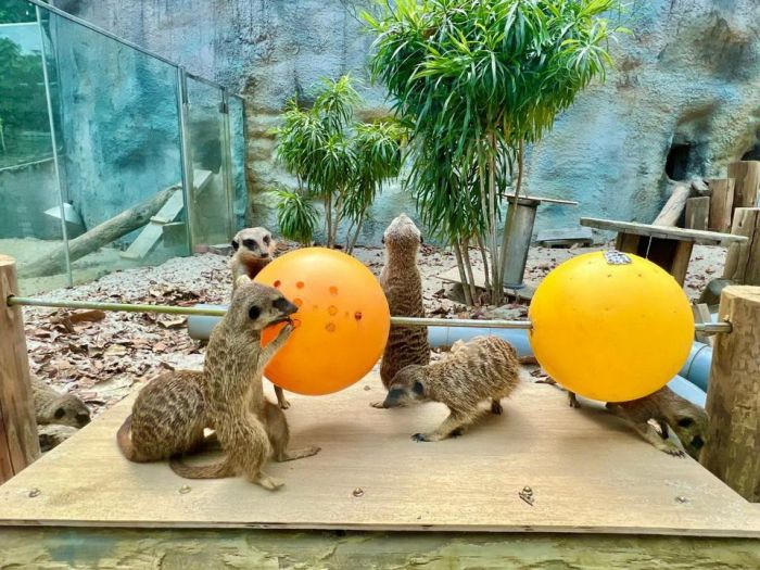 壽山動物園設計狐獴「串燒覓食玩具」翻轉後才能享用蟲蟲大餐