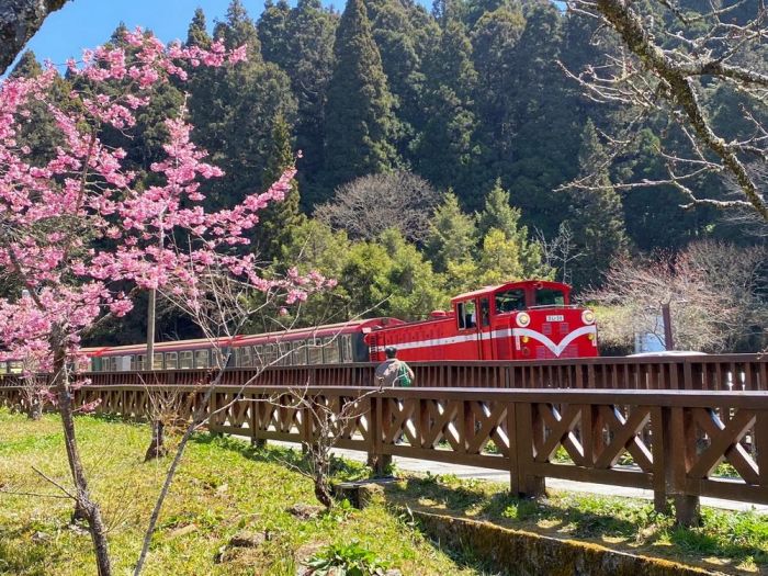 阿里山花季 櫻與音的對話正式登場