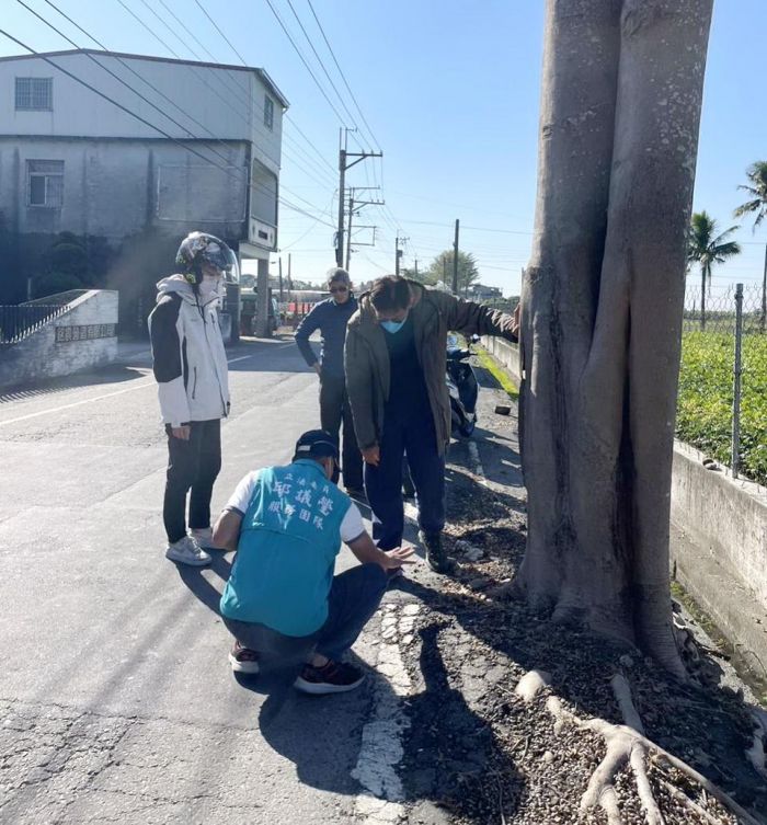 路樹爆莖隆起礙行人　立委邱議瑩協助段根整平