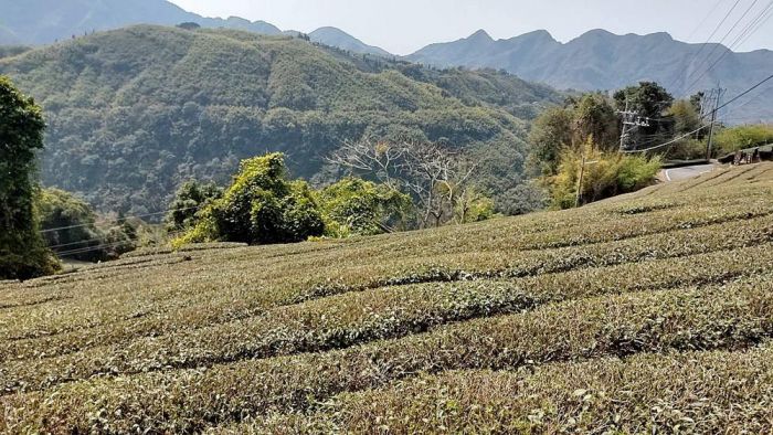 久旱不雨缺水問題嚴重　茶農擔憂產量降低