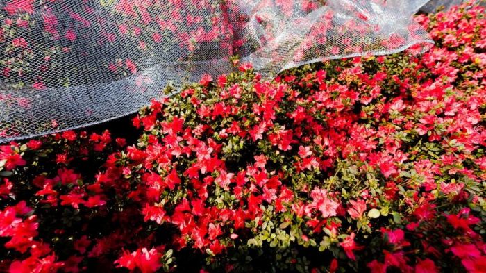 萬金杜鵑花展最後2天　3/24移展台北大安森林公園