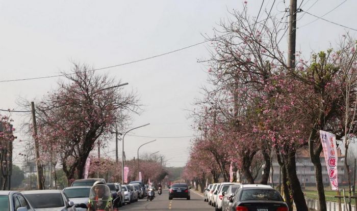 櫻花大道滿開　張麗善邀大家來土庫賞櫻