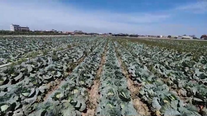 高麗菜價格崩 菜農開放10元自採 永靖鄉送高麗菜救菜農