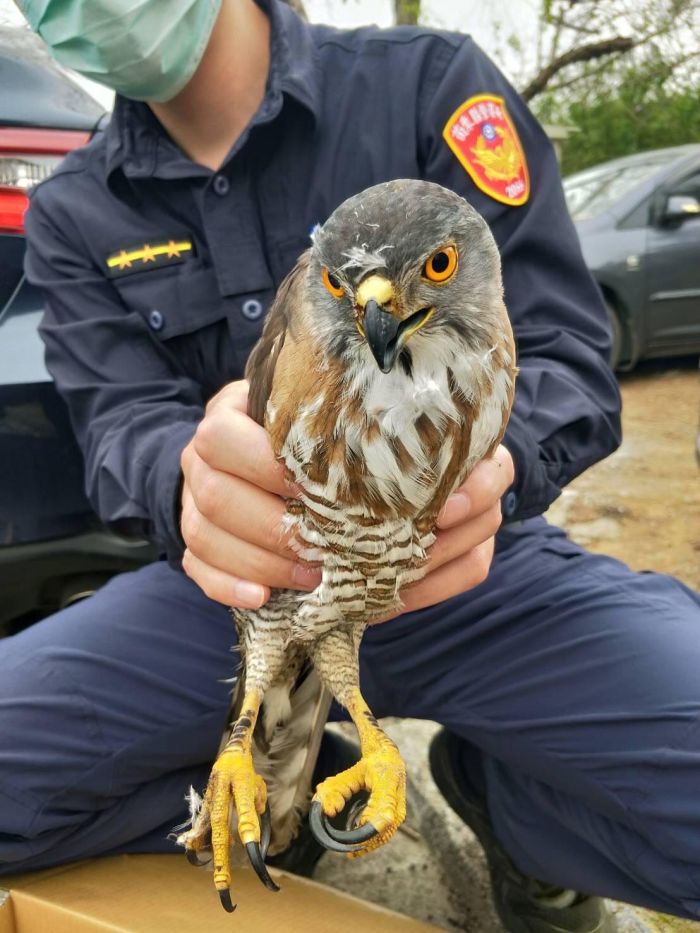 鳳頭蒼鷹幼鳥倒臥道路中　竹南警急救援安置