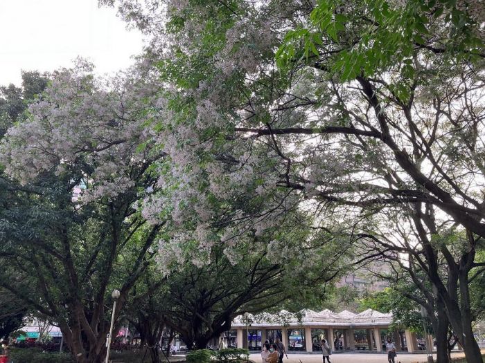 春季限定美景　中和4號公園飄苦楝粉紫花雪