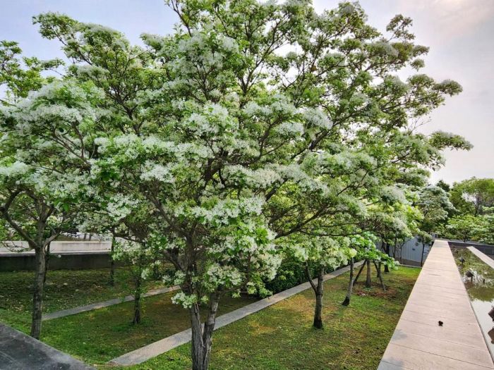 限定美景快來打卡!　竹市文化局水景廣場33棵流蘇花盛開　