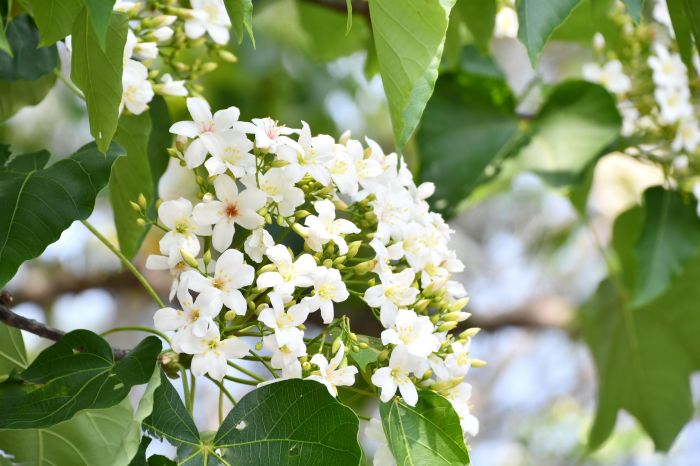幸福桐遊 彰化桐花祭15日開跑