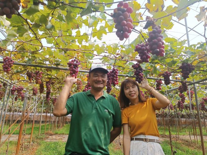 顛覆國人味蕾！　公主葡萄搶鮮上市口感令人驚豔