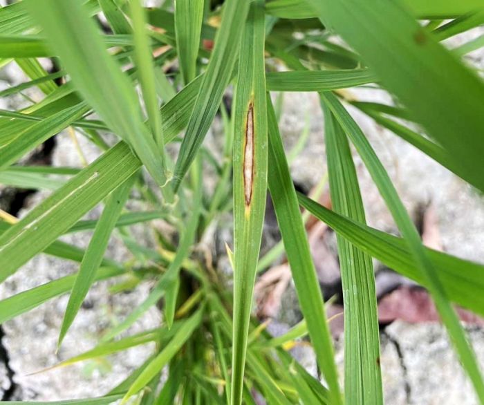 偶見水稻葉稻熱病　動植物防疫所籲加強防治工作