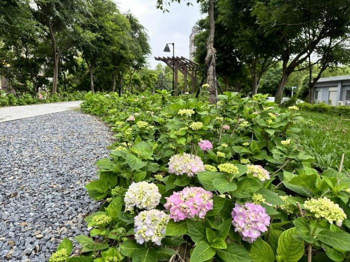 繡球花開！ 北大污水廠旁草花公園4/29開放