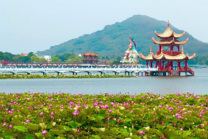 蓮池潭蓮花盛開!　左營賞花拍照散步小旅行