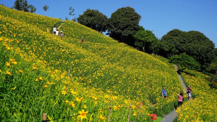 花壇虎山巖金針花大爆發 三萬株金針花爭妍