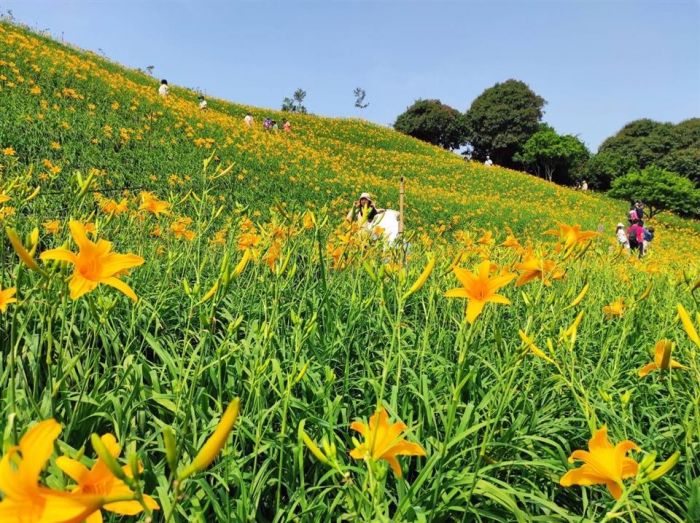 花正綻放 5、6月彰化賞花攻略大公開
