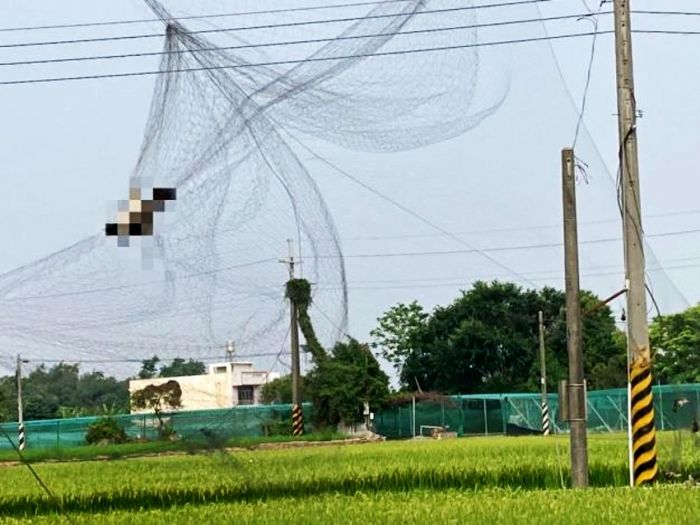 預防鳥隻侵害農作物私架鳥網　農業處籲此舉恐有觸法疑慮