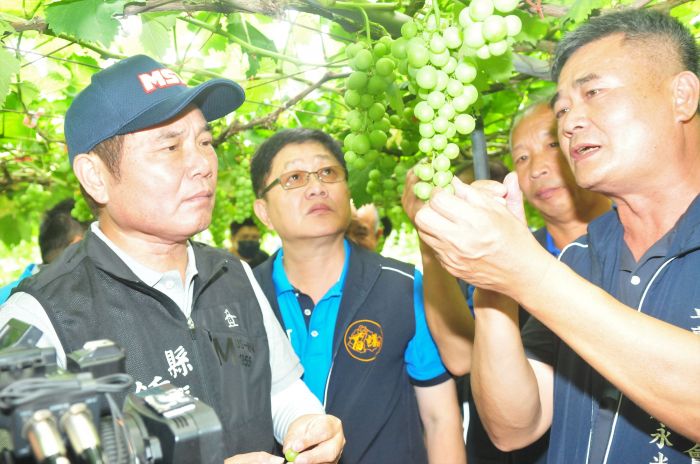 卓蘭鎮果園又見「石葡萄」串成堆　鍾東錦率隊關懷農友