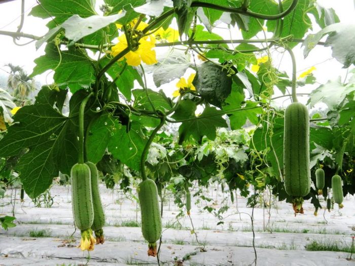 頭社武登地區絲瓜花期放蜂授粉　提升品質增加產量