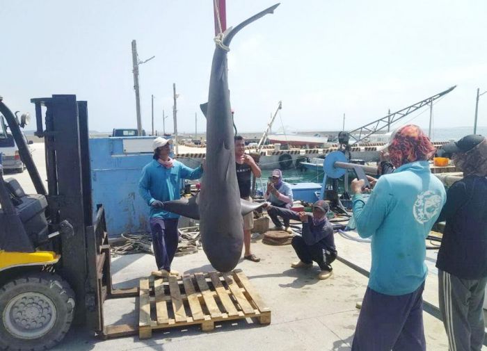 鯊魚闖進澎湖箱網養殖場　咬海鱺就逮