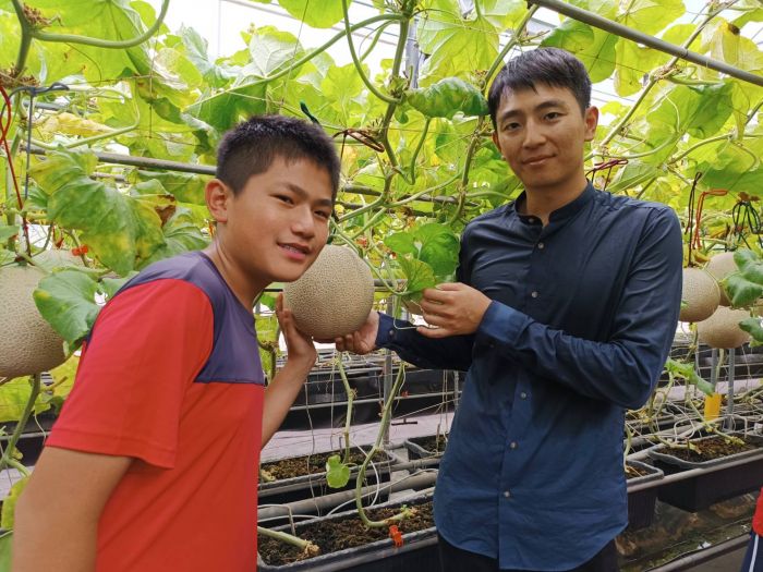 福興溫室洋香瓜成熟了　學生食農教育：農夫很辛苦
