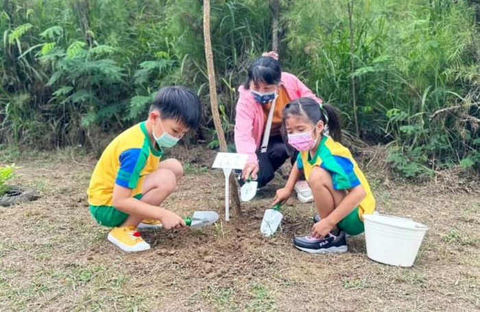湖西生態園區種植南非樹紫藤　期待成為浪漫紫色廊道
