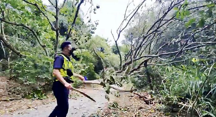 路樹倒塌阻交通　油車警獲報到場排除