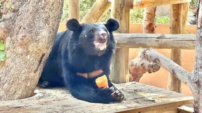 壽山動物園「十大動物明星票選活動」7/22起跑  選出你心目中的「雄讚」