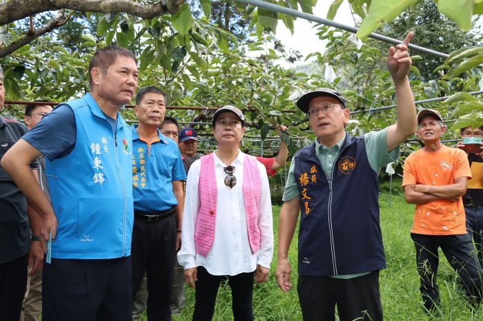 苗縣甜柿雨害災損情形　鍾東錦勘災盡速報請農業部現金救助