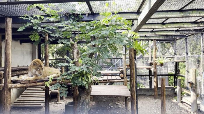 屏科大獅虎「阿彪」生日慶獲大禮　籠舍翻新交屋剪綵