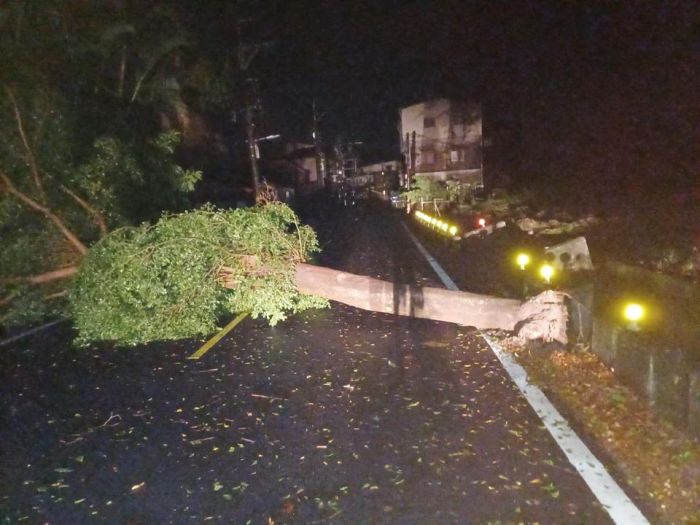 海葵颱風來襲! 高雄大旗美地區大停電16小時路樹倒塌
