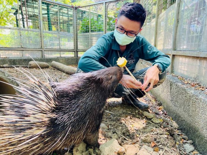 高市壽山動物園新生冠豪豬「小芋頭」滿月 吃貨萌樣曝光