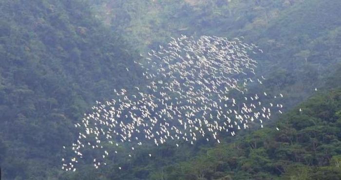 賞黃頭鷺最佳地點  梅山瑞水公路166縣道69K處 粉紅小屋