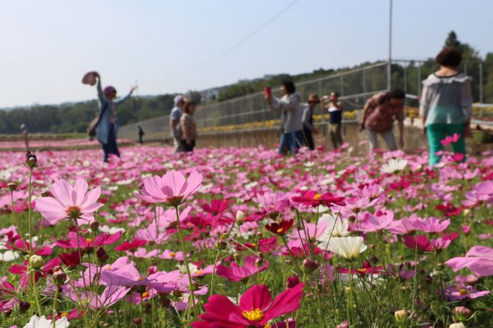 銅鑼杭菊芋頭節季節限定「菊月」賞花海美景