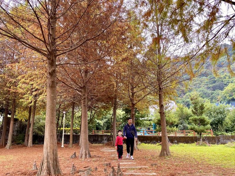 搭乘台灣好行888路豐后線  悠遊中市秋冬限定落羽松