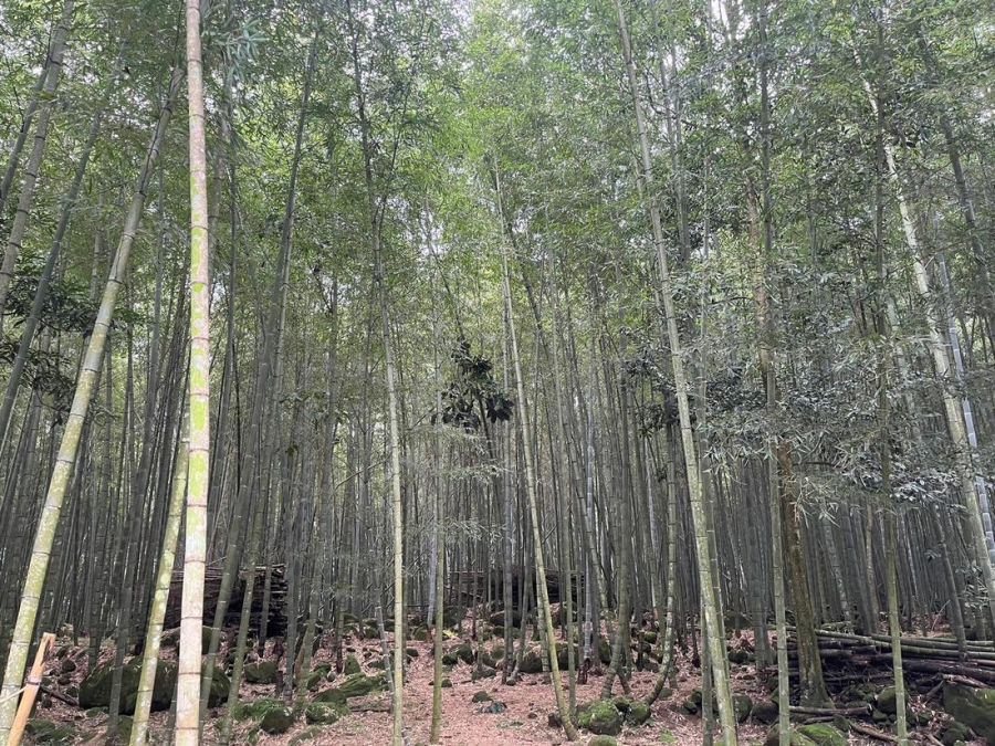 縣府尋求企業資源支持竹林經營  讓南投竹林恢復榮景