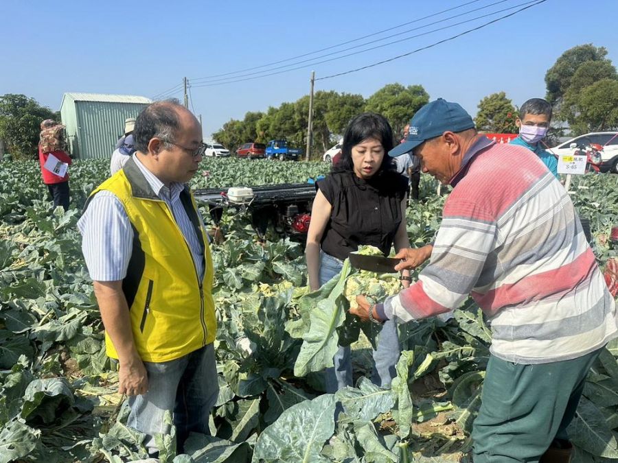 台南改良場於新港鄉示範田區  舉行國產花挪菜觀摩會