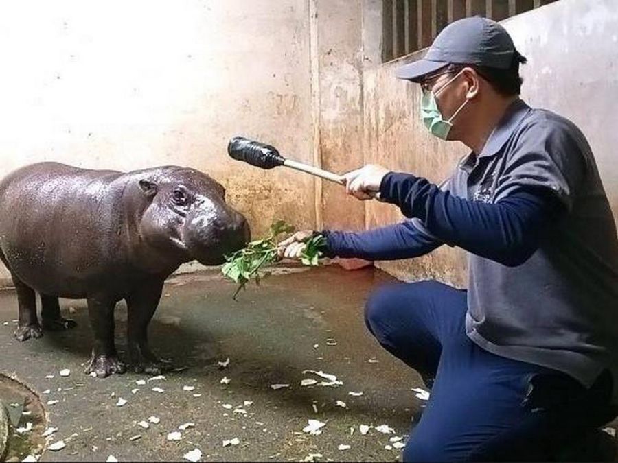 壽山動物園歷經兩年努力 保育員待遇明年元旦起調升