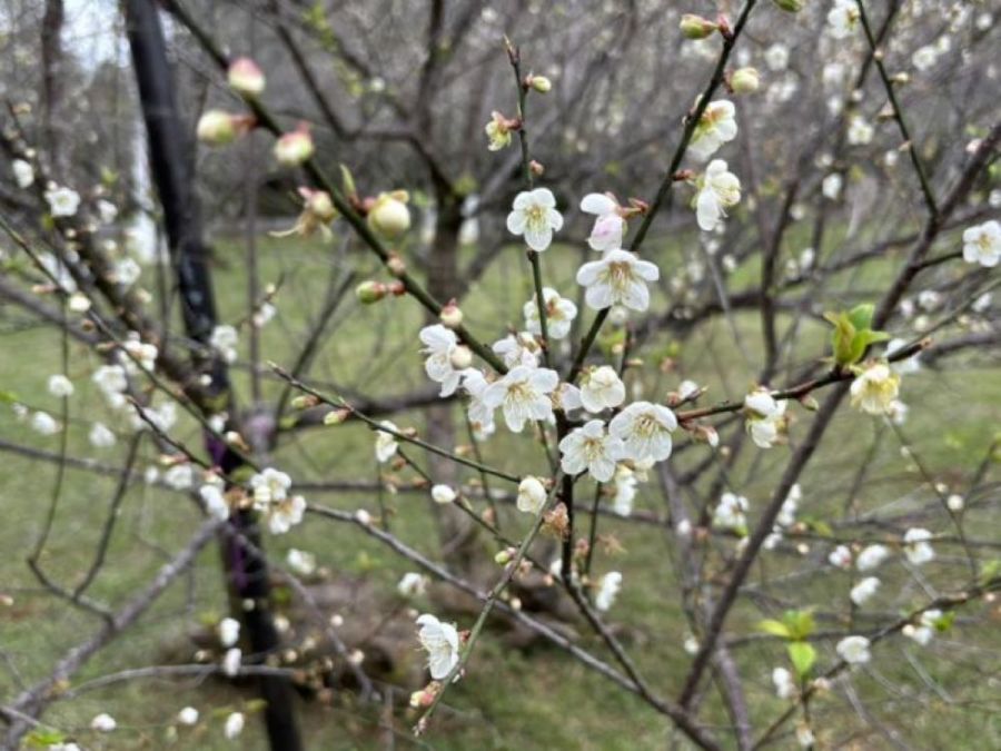 角板山行館園區白色浪漫　約3成率先綻放