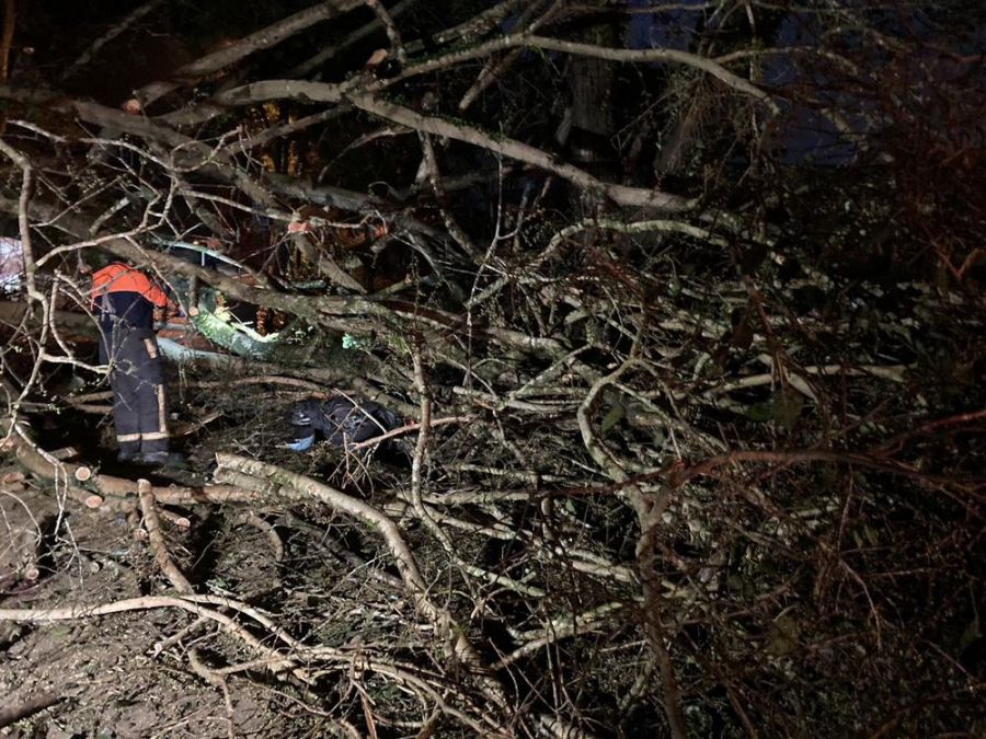 台灣地理中心碑園區凌晨發生大樹倒榻  壓傷民眾送醫治療
