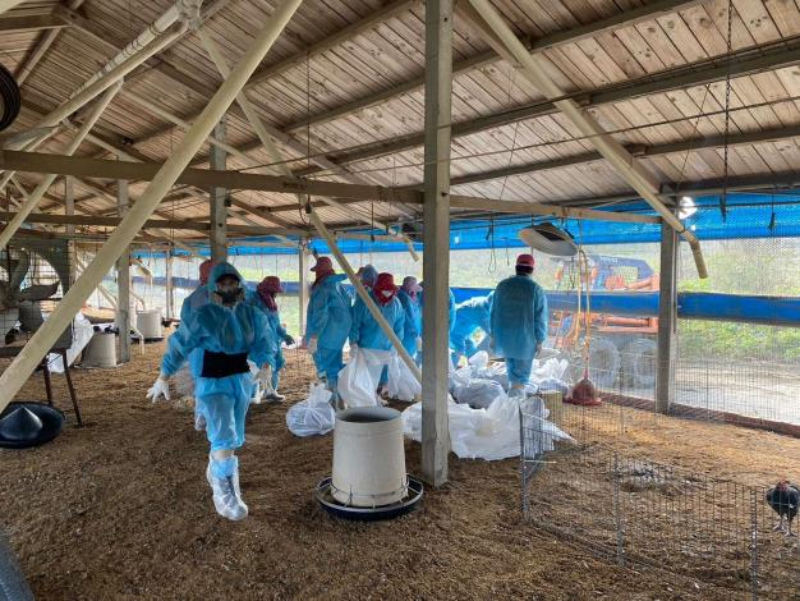 東勢鄉土雞場確診H5N1　防疫所執行撲殺銷毀作業