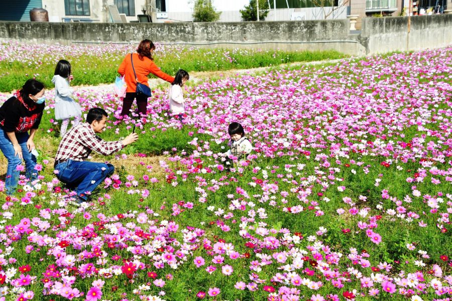 埔鹽鄉花海藝術節登場　花期至1月底
