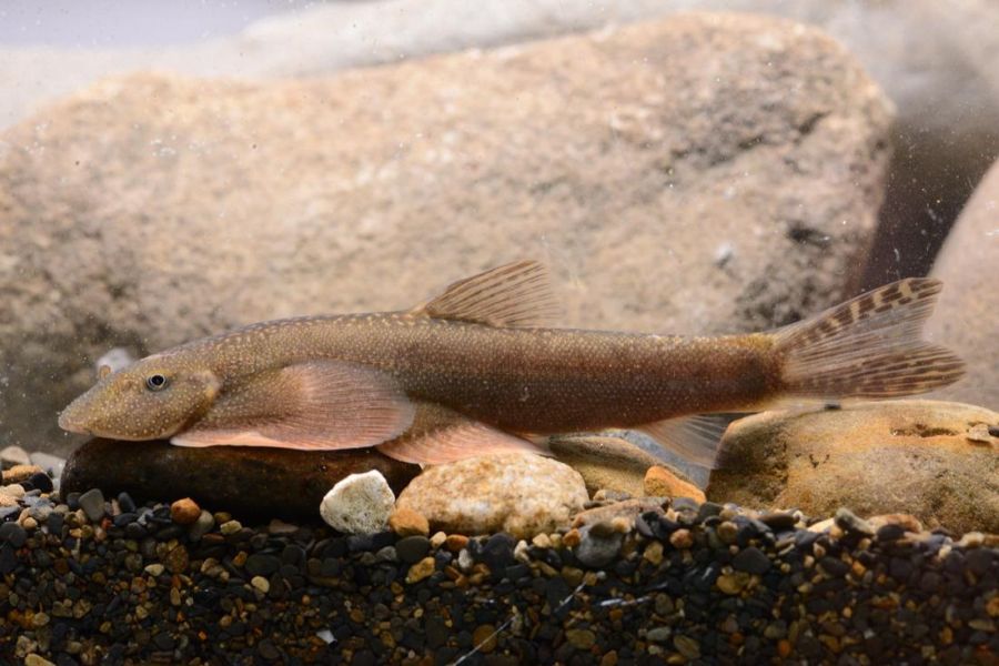 玉山園區首次發現臺灣特有新種淡水魚類   玉山間爬岩鰍