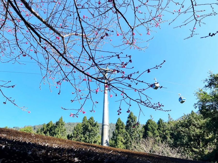 九族文化村推出寒假賞櫻優惠　六種櫻花將陸續接力綻放　
