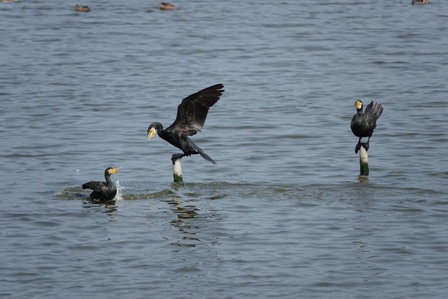 鰲鼓濕地候鳥嬌客點亮嘉南海岸濕地保育軸帶 賞鳥好時機