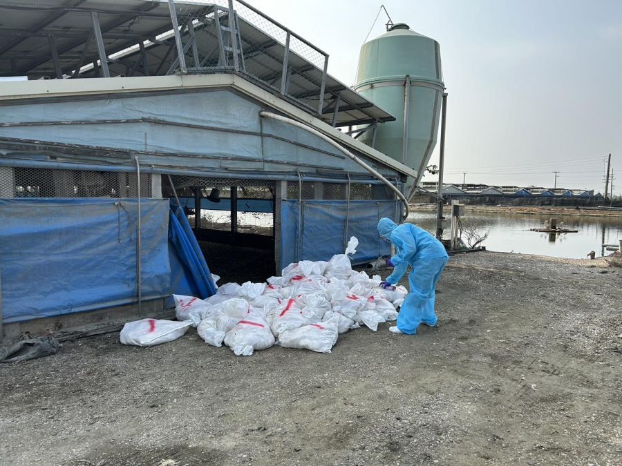 彰化今年首起禽流感 大城鄉1土雞場近萬雞隻進行人道撲殺
