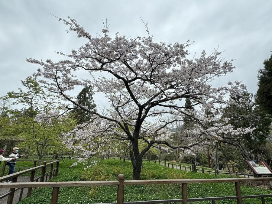 阿里山花季「櫻與音的對話」櫻王盛開百花爭艷