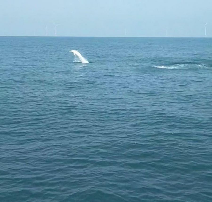 保育有成  白海豚悠游台灣海洋