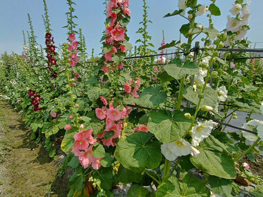 員林萬株蜀葵花迎花季 最佳賞花期預估落在清明節前後