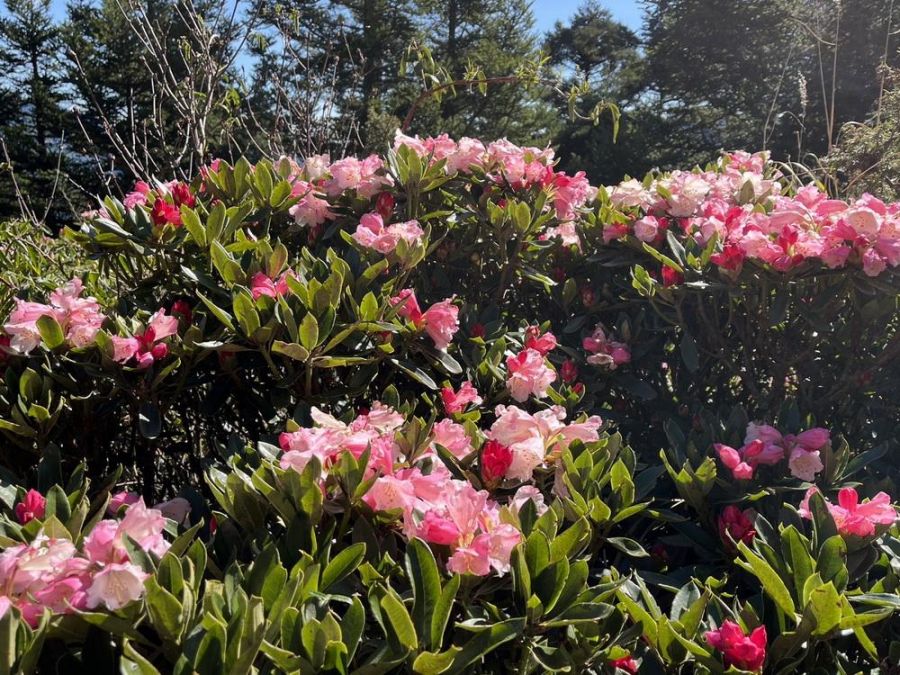 春暖花開季節  合歡山杜鵑花季展開囉